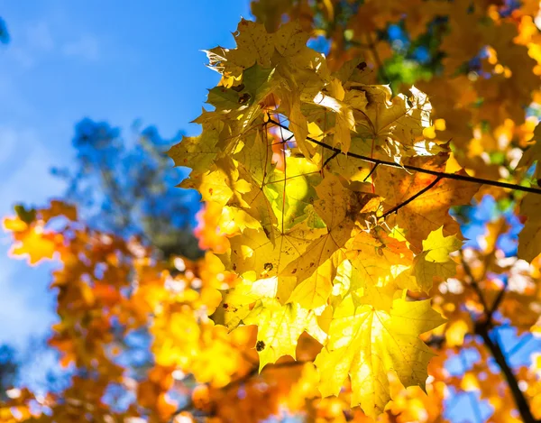 Close up of autumnal maple tree branches — Stock Photo, Image