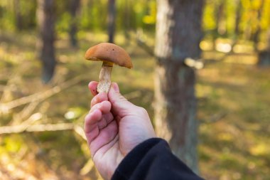 Adam el yenilebilir orman mantar ile