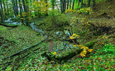 Küçük dere ile güzel vahşi sonbahar orman.