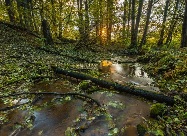 Hermoso bosque otoñal salvaje con pequeño arroyo . —  Fotos de Stock