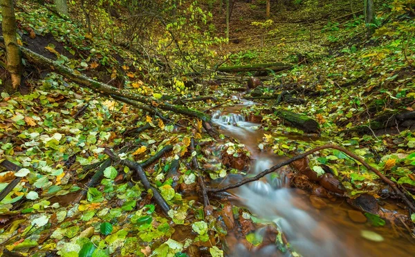 Vackra vilda höstlig skog med liten bäck. — Stockfoto