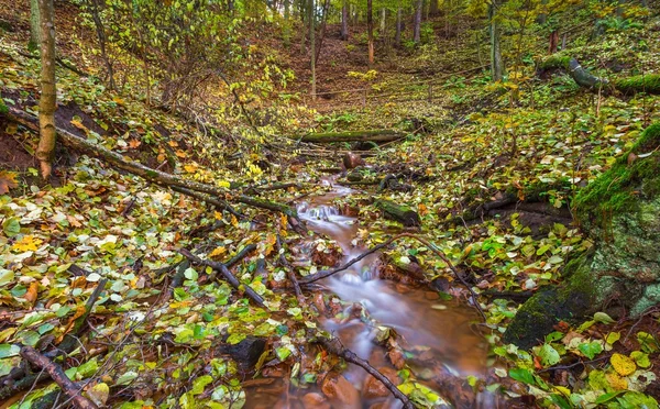 Beautiful wild autumnal forest with small stream. — Stock Photo, Image