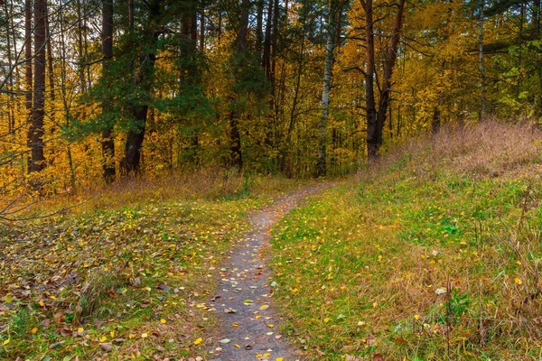 Schöner wilder herbstlicher Wald mit farbenfrohen abgefallenen Blättern — Stockfoto