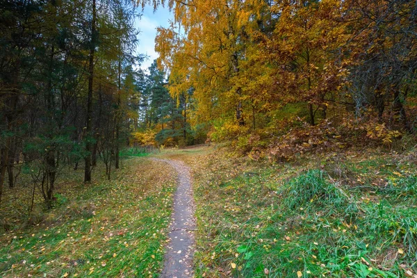Hermoso bosque otoñal salvaje con hojas coloridas caídas —  Fotos de Stock