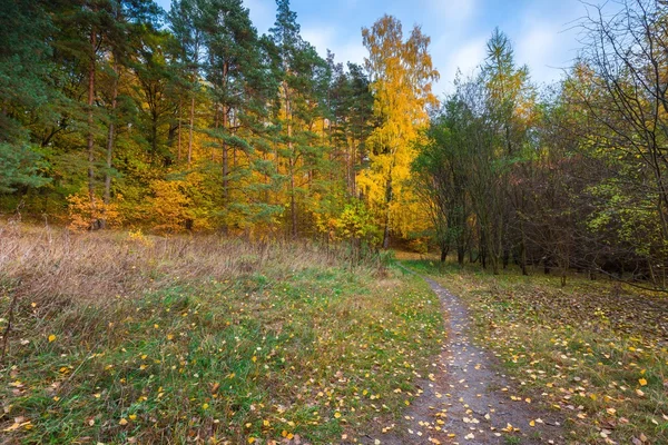 Piękne dzikie jesienny Las z kolorowych opadłych liści — Zdjęcie stockowe