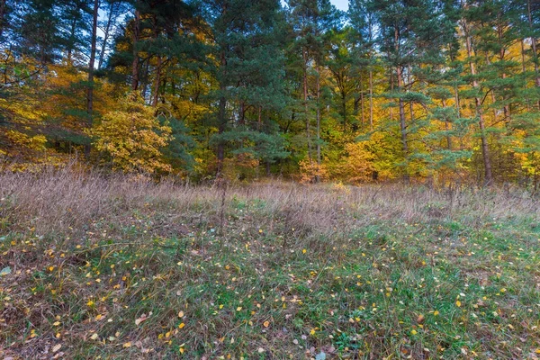 Prachtig wild herfst bos met kleurrijke gevallen bladeren — Stockfoto