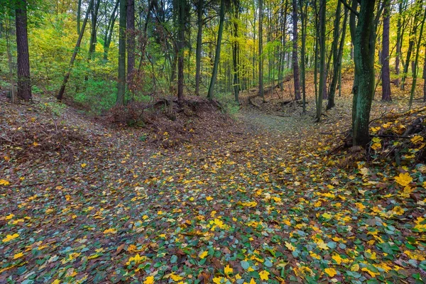 Schöner wilder herbstlicher Wald mit farbenfrohen abgefallenen Blättern — Stockfoto