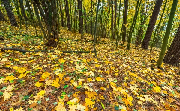 Bella foresta selvaggia autunnale con foglie colorate cadute — Foto Stock