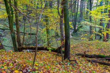 Renkli düşen yapraklar ile güzel vahşi sonbahar orman