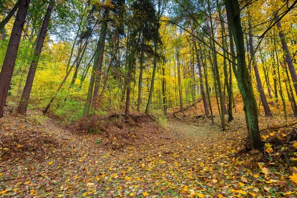 Piękne dzikie jesienny Las z kolorowych opadłych liści — Zdjęcie stockowe