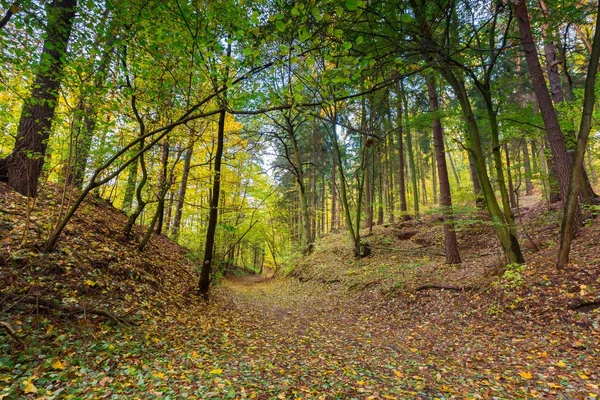Schöner wilder herbstlicher Wald mit farbenfrohen abgefallenen Blättern — Stockfoto