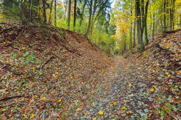 Hermoso bosque otoñal salvaje con hojas coloridas caídas — Foto de Stock