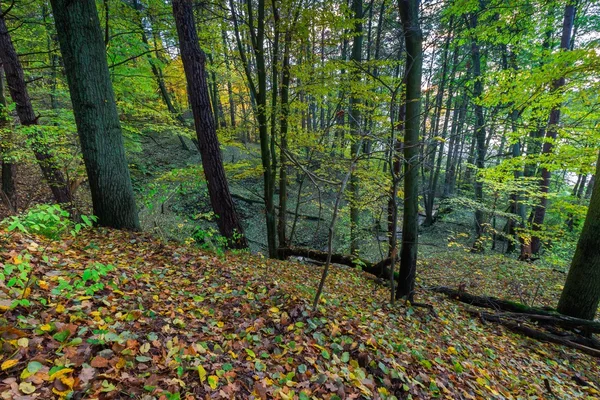 Prachtig wild herfst bos met kleurrijke gevallen bladeren — Stockfoto