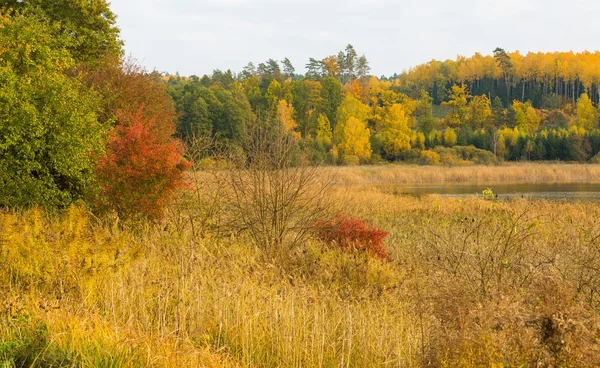 Piękny krajobraz jesienny lasu w pobliżu jeziora — Zdjęcie stockowe
