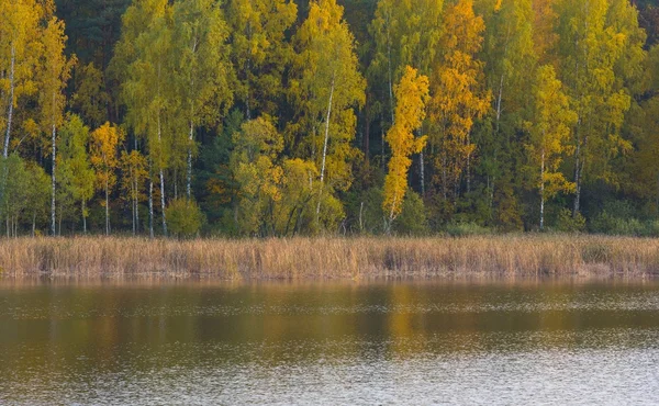 Bellissimo paesaggio di foresta autunnale vicino al lago — Foto Stock