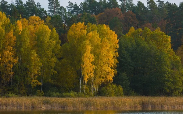Όμορφο τοπίο του φθινοπωρινού δάσους κοντά στη λίμνη — Φωτογραφία Αρχείου