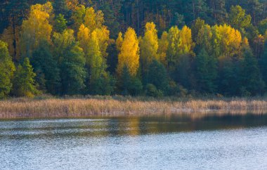 Sonbahar Forest lake yakınındaki güzel manzara