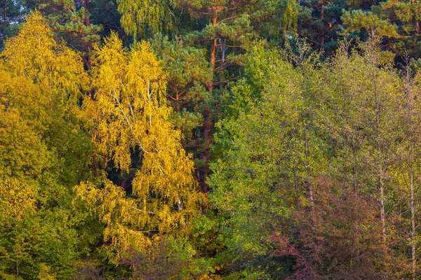 Vackra landskapet i höstlig skog nära lake — Stockfoto