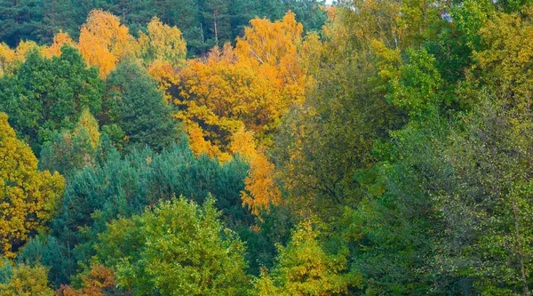 Bellissimo paesaggio di foresta autunnale vicino al lago — Foto Stock