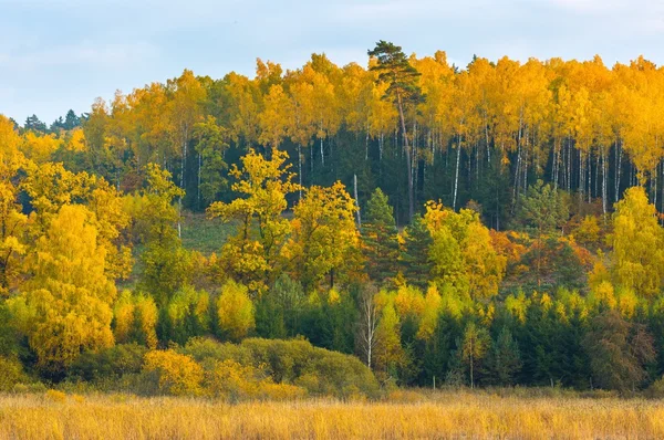 Bellissimo paesaggio di foresta autunnale vicino al lago — Foto Stock