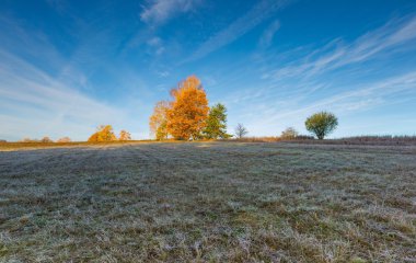 Çayır soğuk sabahı bitkiler üzerinde hoarfrost ile