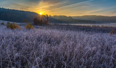 Çayır soğuk sabahı bitkiler üzerinde hoarfrost ile