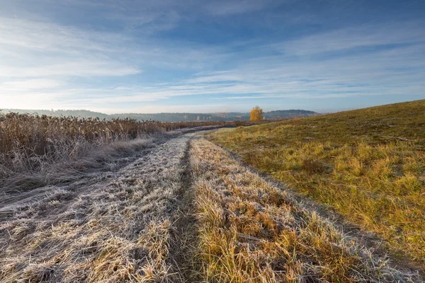 Cold morning on meadow with hoarfrost on plants — Stock Photo, Image