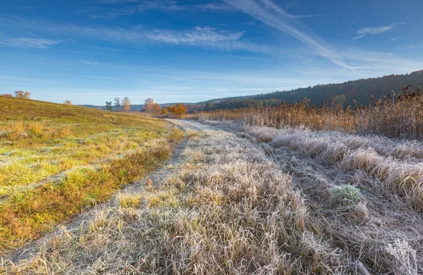 Chladné ráno na louce s jinovatka na rostlinách — Stock fotografie