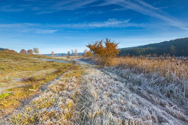 Cold morning on meadow with hoarfrost on plants — Stock Photo, Image