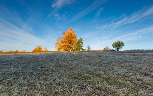 Cold morning on meadow with hoarfrost on plants — Stock Photo, Image