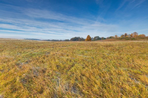 Cold morning on meadow with hoarfrost on plants — Stock Photo, Image