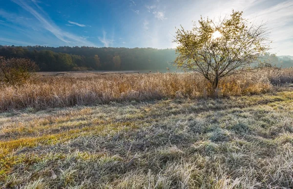 Cold morning on meadow with hoarfrost on plants — Stock Photo, Image