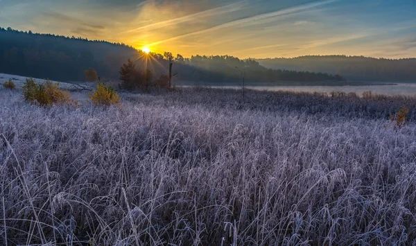 Cold morning on meadow with hoarfrost on plants — Stock Photo, Image