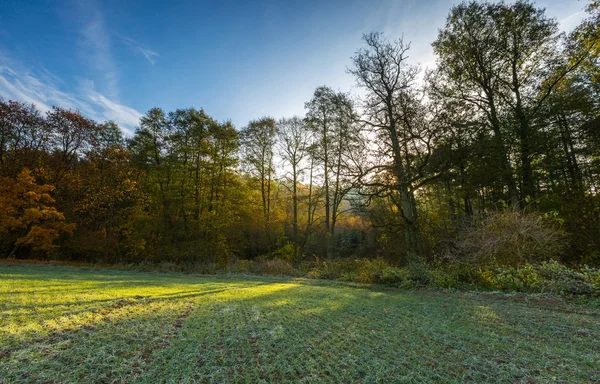 Campo verde na manhã de outono — Fotografia de Stock