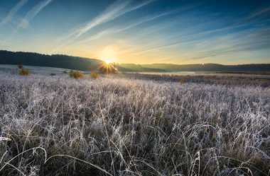 Çayır sonbahar soğuk sabah