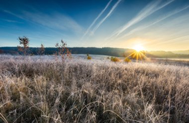 Çayır sonbahar soğuk sabah