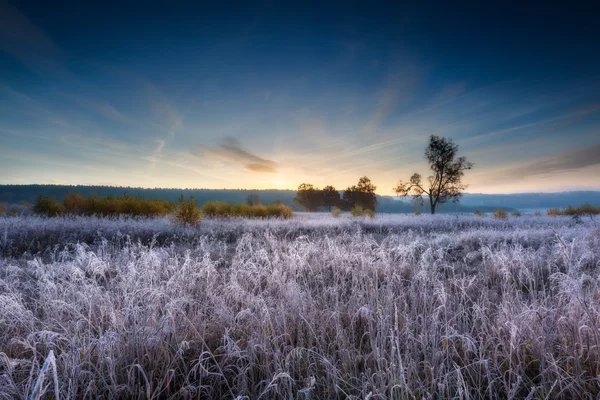 Çayır sonbahar soğuk sabah