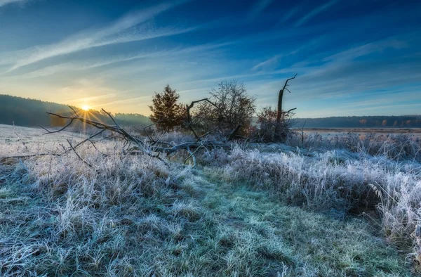 霧氷と草原に秋の寒い朝 — ストック写真