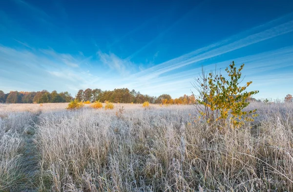 Autumnal cold morning on meadow with hoarfrost — Stock Photo, Image