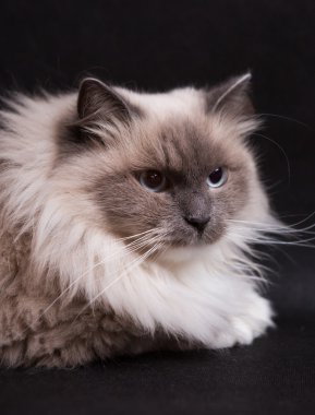 Güzel Neva Masquerade kedi portre