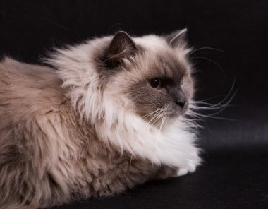 Güzel Neva Masquerade kedi portre