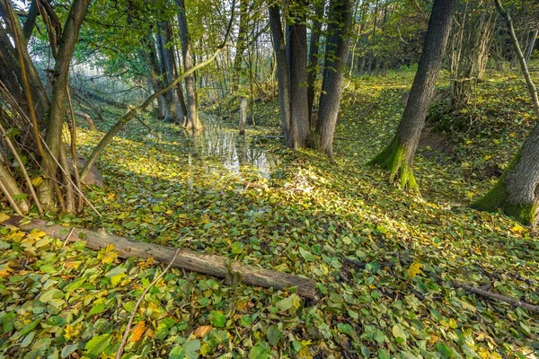 Krásné divoké podzimní les s říčkou — Stock fotografie