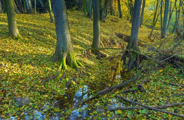 Küçük dere ile güzel vahşi sonbahar orman — Stok fotoğraf