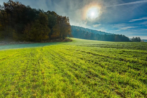 Zielone pole ranek jesienny — Zdjęcie stockowe