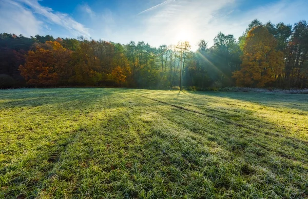 Зеленое поле осенним утром — стоковое фото