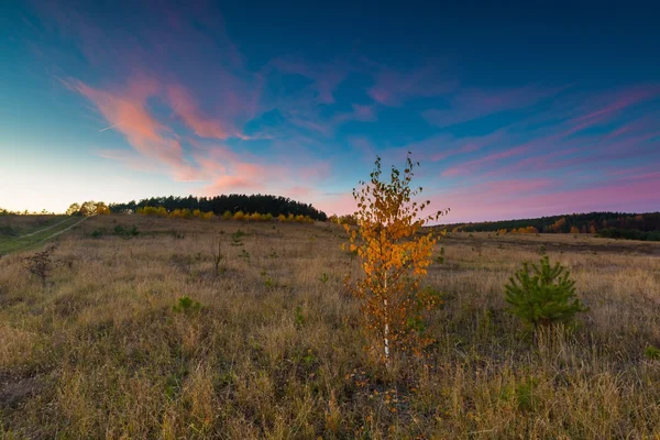 아름 다운가 풍경을 나무와 아름 다운 시골 — 스톡 사진
