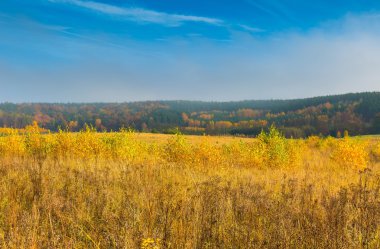 Güzel sonbahar manzara otlak ve ağaçları ile