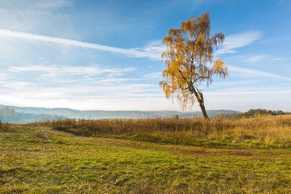 Mooie herfst landschap met grasland en bomen — Stockfoto
