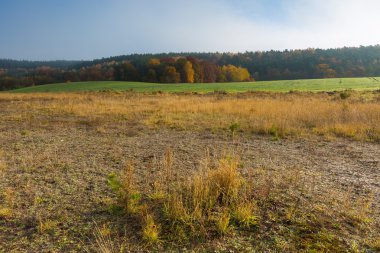 Güzel sonbahar manzara otlak ve ağaçları ile