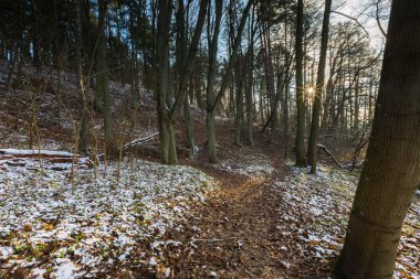 İlk kar ile geç sonbahar orman manzara